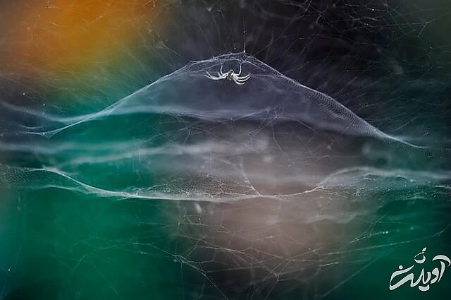 عکس های حیاتوحش برگزیده امسال را تماشا کنید